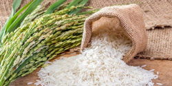 چرا فروشگاه اینترنتی برنج تالش؟