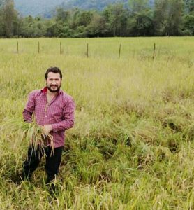 برنج راتون هاشمی