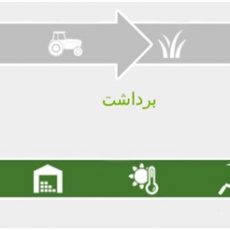 مرحله برداشت برنج