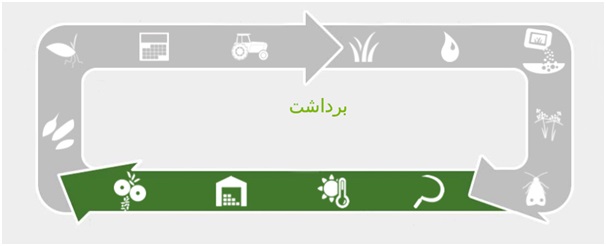 برداشت برنج