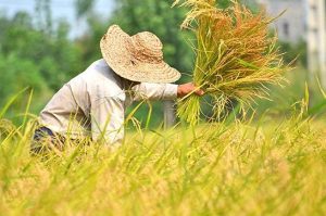 خرید برنج ایرانی
