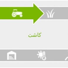 مرحله کاشت برنج