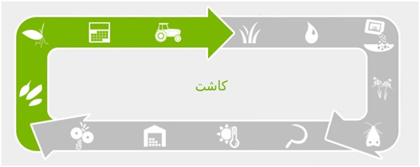 کاشت برنج